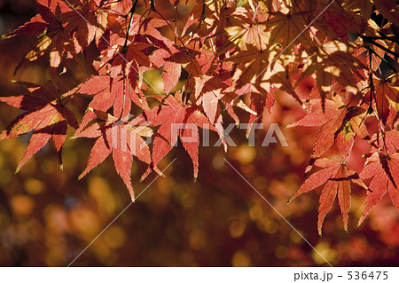 紅葉 536475