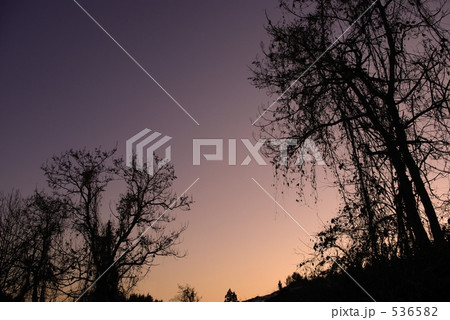 silhouette of paulownia tree silhouette of paulownia tree 536582