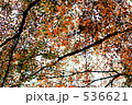 楓 536621