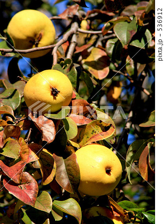 かりん かりん 536912