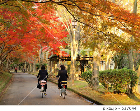 紅葉の通学路 537044