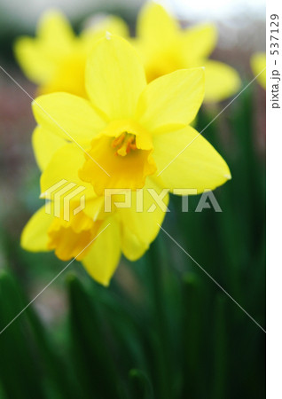 黄水仙 537129