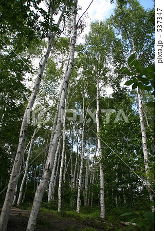 蓼科の白樺林 蓼科の白樺林 537347
