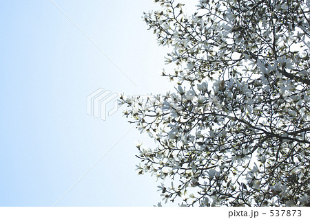 コブシ コブシ 537873