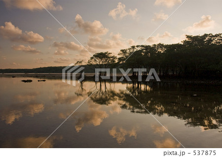 マングローブ林の夜明け マングローブ林の夜明け 537875