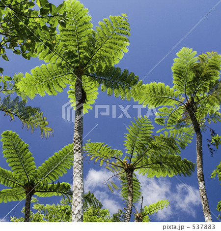 ヒカゲヘゴ ヒカゲヘゴ 537883