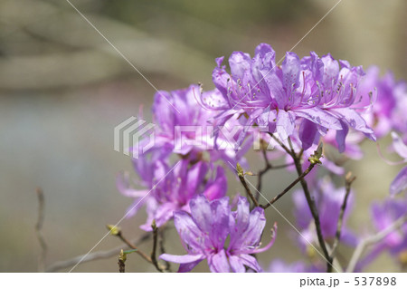 ミツバツツジ 537898