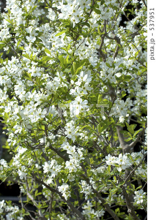 利休梅 利休梅 537951