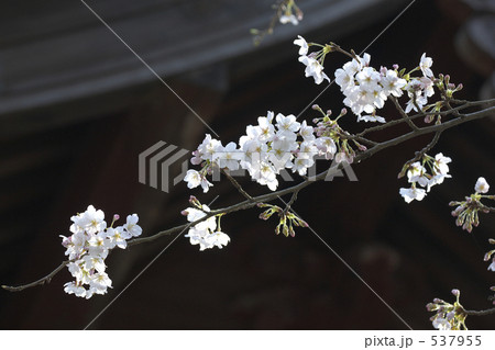 桜 桜 537955