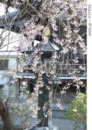 しだれ桜 しだれ桜 537956