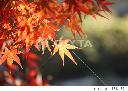 紅葉 538181