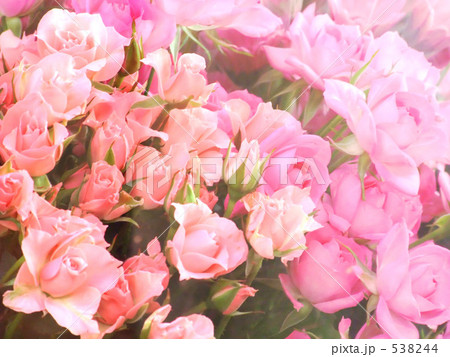 ピンクのバラ 538244