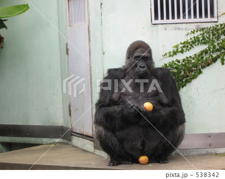 ゴリラ ゴリラ 538342