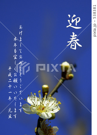 2009迎春梅 2009迎春梅 538381