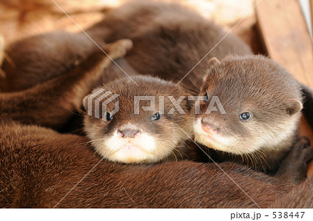 コツメカワウソの赤ちゃん　１ 538447