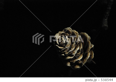 larch cone 538544