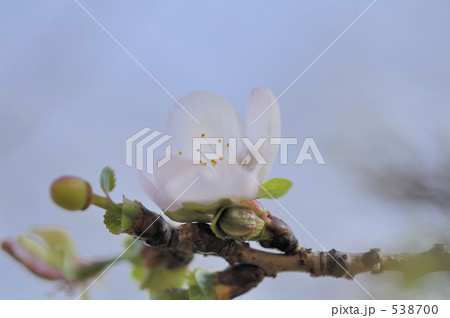 冬桜　と　つぼみ 538700