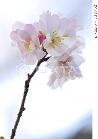 冬桜 冬桜 538702