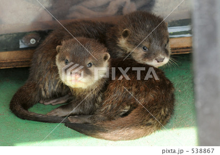 コツメカワウソの赤ちゃん　２ 538867