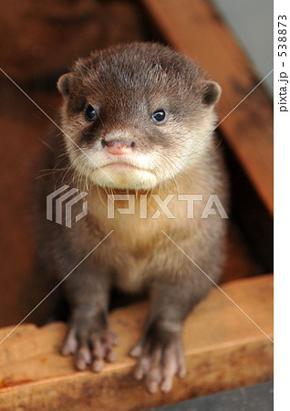 コツメカワウソの赤ちゃん 4 コツメカワウソの赤ちゃん 4 538873