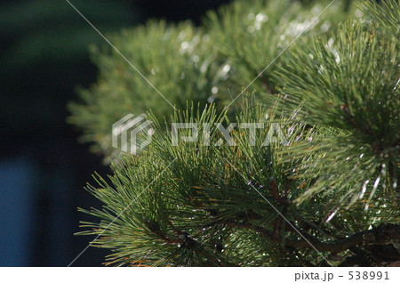 松ノ木 松ノ木 538991