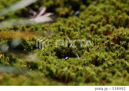 じゅうたん じゅうたん 538992