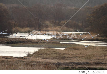 タンチョウ タンチョウ 539203