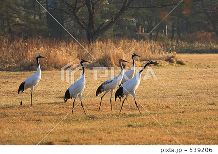 タンチョウ タンチョウ 539206