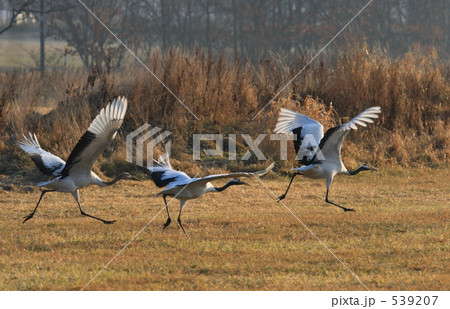 タンチョウ 539207