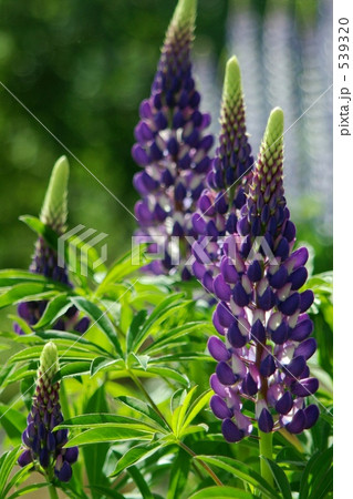 ルピナス ルピナス 539320