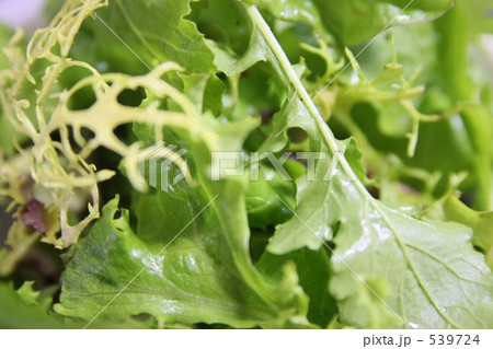 ベビーリーフ 539724