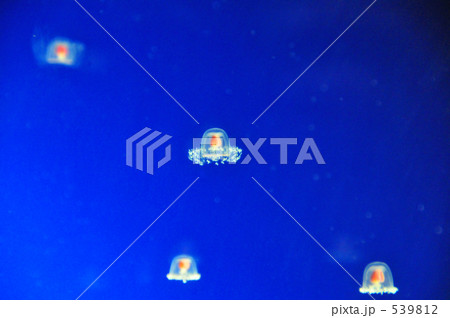 ふわふわクラゲ 539812