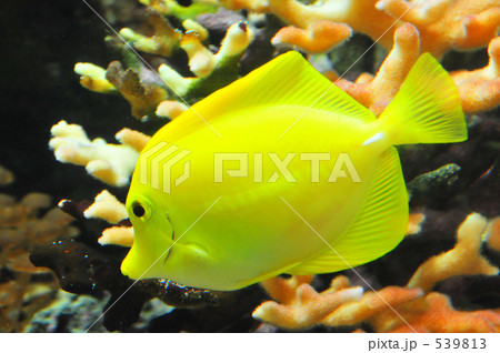 キイロハギ 539813