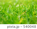 芝生 540048