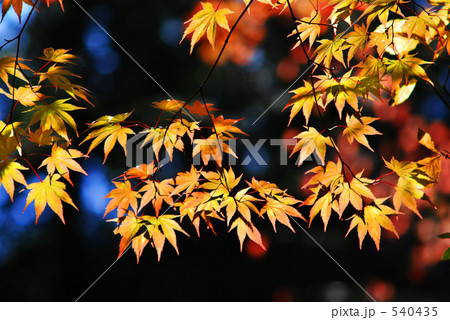 秋色　１４ 540435