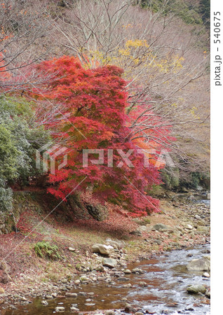 室生寺 紅葉 室生寺 紅葉 540675
