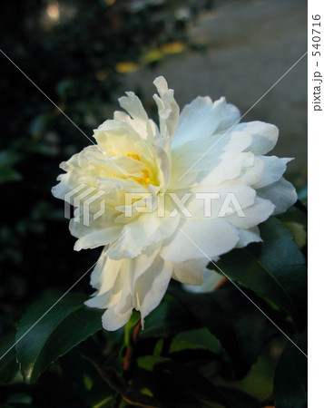 サザンカ咲いた 540716