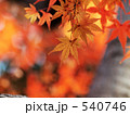 晩秋７ 540746