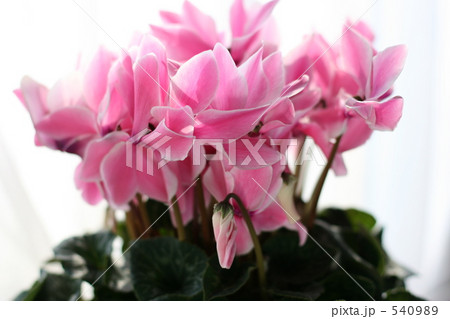 シクラメン 540989