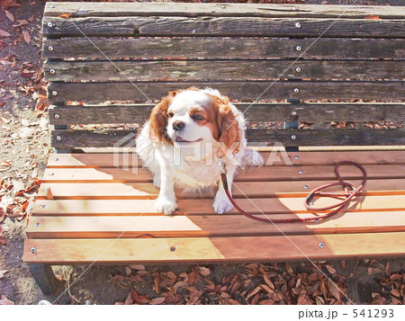 ベンチでくつろぐ犬 ベンチでくつろぐ犬 541293