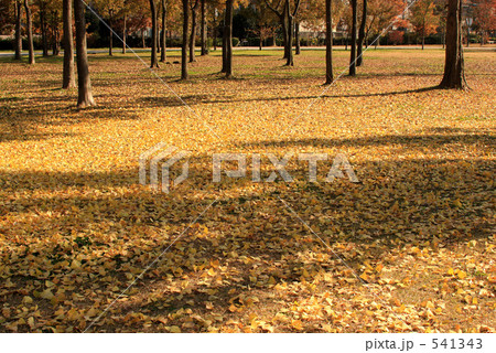 黄金色の絨毯 541343