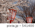 京都円山公園の桜 541400