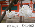 京都平安神宮の桜 541402