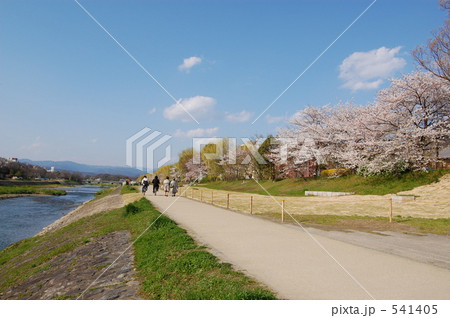 京都鴨川沿いの桜道 541405