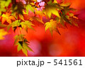 紅葉の季節０６ 541561
