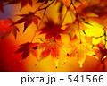 紅葉の季節０４ 541566