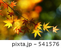 紅葉の季節０２ 541576