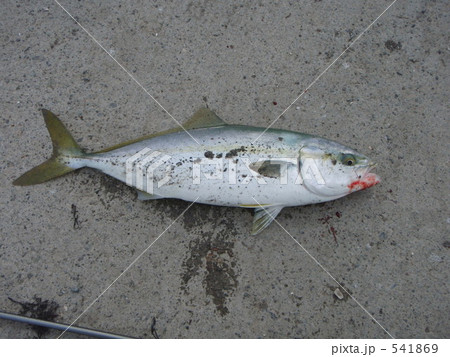 フクラギ 苫小牧にて フクラギ 苫小牧にて 541869