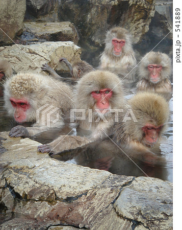 5匹の猿の入湯 5匹の猿の入湯 541889
