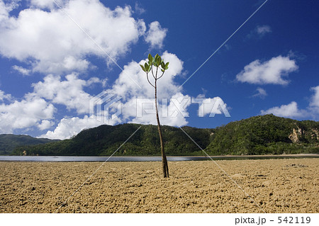 マングローブ 542119